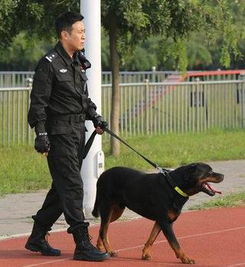 警花与警犬演员表介绍，警花与警犬演员表介绍 女演员