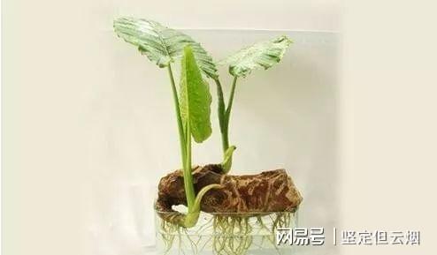 医生回应男孩错把滴水观音当芋头，滴水观音可以把头剁掉吗